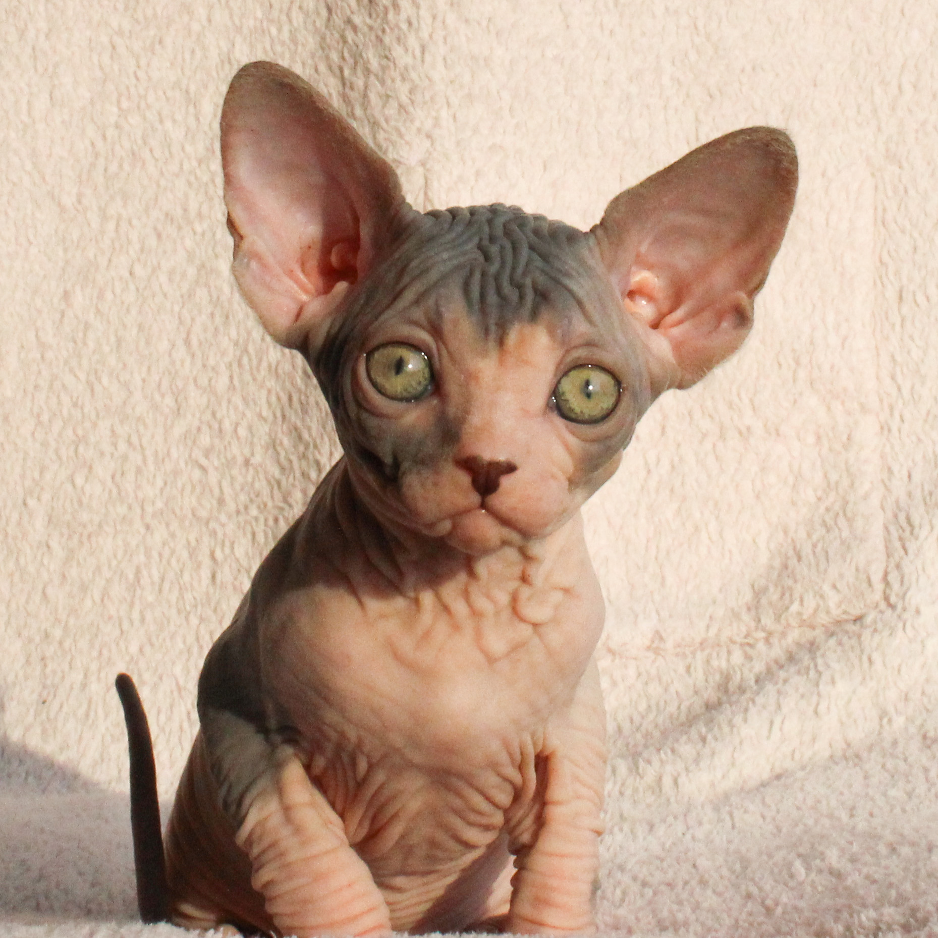 CH. Nezabudka Sedmoe Nebo